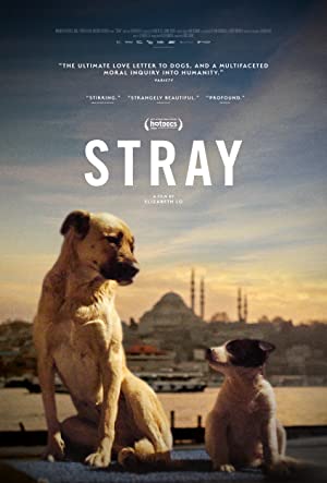 Stray izle
